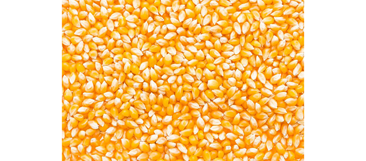 Maize